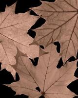 Minimal trend autumn pattern from natural autumn leaf, mocha mousse color autumnal leaves on black background, trend color 2005, brown fall maple tree foliage nature close up photo, botanical texture photo