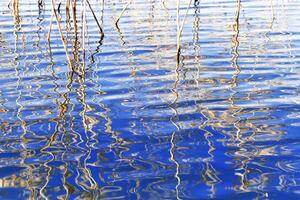 Dried grass reeds and their water ripples, nature landscape yellow blue color. Growing wild plants in lake or wetlands, abstract natural texture pattern from reflections on water in form curved lines photo
