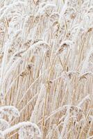 Closeup of frost-covered pampas grass on light white background. Icy textures and natural elegance of frozen plants as serene and tranquil winter atmosphere. Snow covering of dry reeds on frozen lake photo