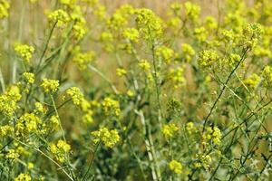 Summer nature wild blossoming yellow flower Sisymbrium outdoor, grasses and wildflowers at sunlight, meadow medical herbs and field bloom plants, summer flowering season, botanical scene photo