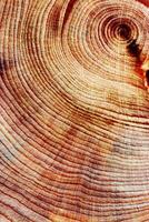 Macro photo of wood timber of juniper tree rings, natural geometric pattern, abstract nature vertical background. Natural wooden organic textures, monochrome brown beige gradient color, earthy tones