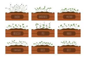 Set of hand drawn various of sprouts, microgreens growing in a wooden boxes with labels vector