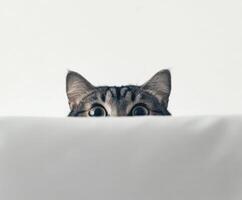Curious cat peeking over soft surface in bright light photo