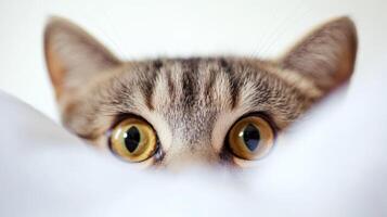 Curious cat peeking out from behind soft fabric photo