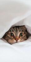 Cat peeking out from under soft white blanket photo