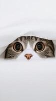 Curious cat peeking from under white blanket photo