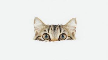 Curious cat peeking through a hole in the wall photo