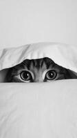 Curious cat peeking from under a white blanket photo