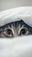 Curious cat peeking from under cozy blanket photo
