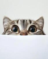 Curious cat peeks over a white surface in a bright room photo