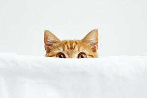 Curious orange cat peeking over a white blanket photo