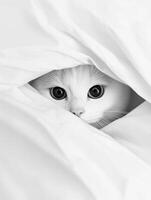 White cat peeking out from under soft bedding photo