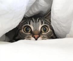 Cat peeking out from under blankets in a cozy setting photo