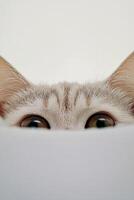 Curious cat peeking over white surface in soft light photo