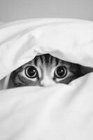 Cat peeking out from under a white blanket in cozy setting photo