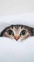Curious cat peeking from under a soft blanket photo