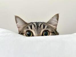 Cat curiously peeking over a soft surface in cozy setting photo