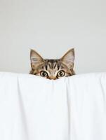 Curious cat peering over a white blanket at home photo