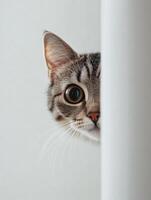 Curious cat peeking around a white pillar in soft light photo