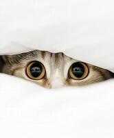 Cat peeking from under a soft blanket during daytime photo