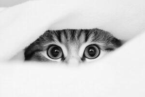 Curious cat peeking through a blanket during daytime photo