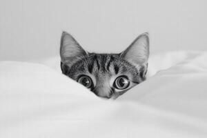 Curious kitten peeks from under soft white blanket photo