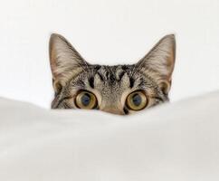 Curious cat peeking over a soft white blanket photo