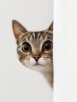 Curious cat peeking from behind a curtain in a cozy room photo