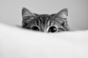Curious cat peeks over a soft white cushion photo