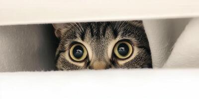 Cat peeking through a gap in blinds in a cozy setting photo