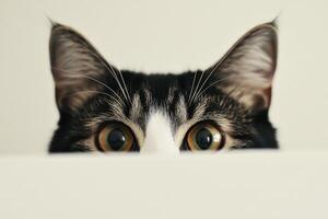 Curious cat peeking over a surface indoors photo