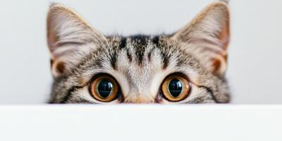 Curious tabby cat peeking from a countertop photo