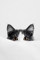 Cat peeking from under a blanket in soft light photo