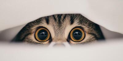 Cat peeking out from beneath a blanket in cozy home setting photo