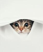 Cat peeking from under a white cloth in a cozy setting photo