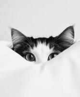 Curious cat peeking from behind white pillow in cozy setting photo