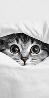 Curious cat peeking from behind white fabric photo