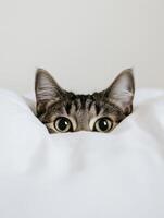 Curious cat peeks out from underneath soft blanket photo