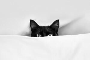 Curious black cat peeking from under a white blanket photo