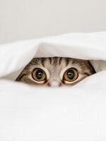 Curious cat peeking from under a white blanket in cozy space photo
