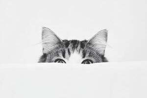 Curious cat peeking over a white surface in a cozy space photo