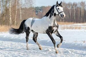 Knabstrupper horse running in the snow on a sunny winter day photo