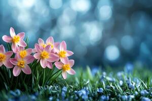 Pink rain lily flowers blooming in spring meadow with blue bokeh background photo