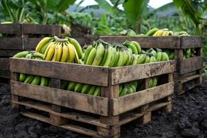 Freshly harvested bananas filling wooden crates in plantation photo