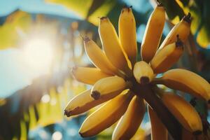 Bunch of bananas hanging from banana tree under the sun photo