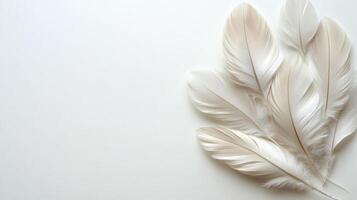 Delicate white feathers arranged gracefully on a light background photo