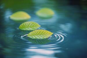 Three leaves floating in water with ripples photo