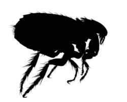 The silhouette of a flea. vector