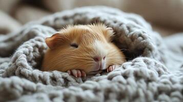 A guinea is curled up in a blanket photo