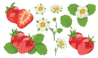 Strawberries Set with Berry Branches, Flowers and Leaves Isolated on White Background. Summer strawberries, whole and sliced. vector